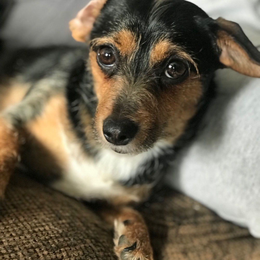 Meet your Posher, Renisha